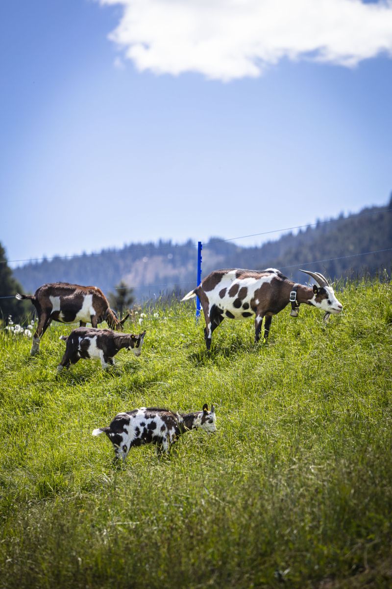 Tiere und Natur beim Bauernhofurlaub in Leogang